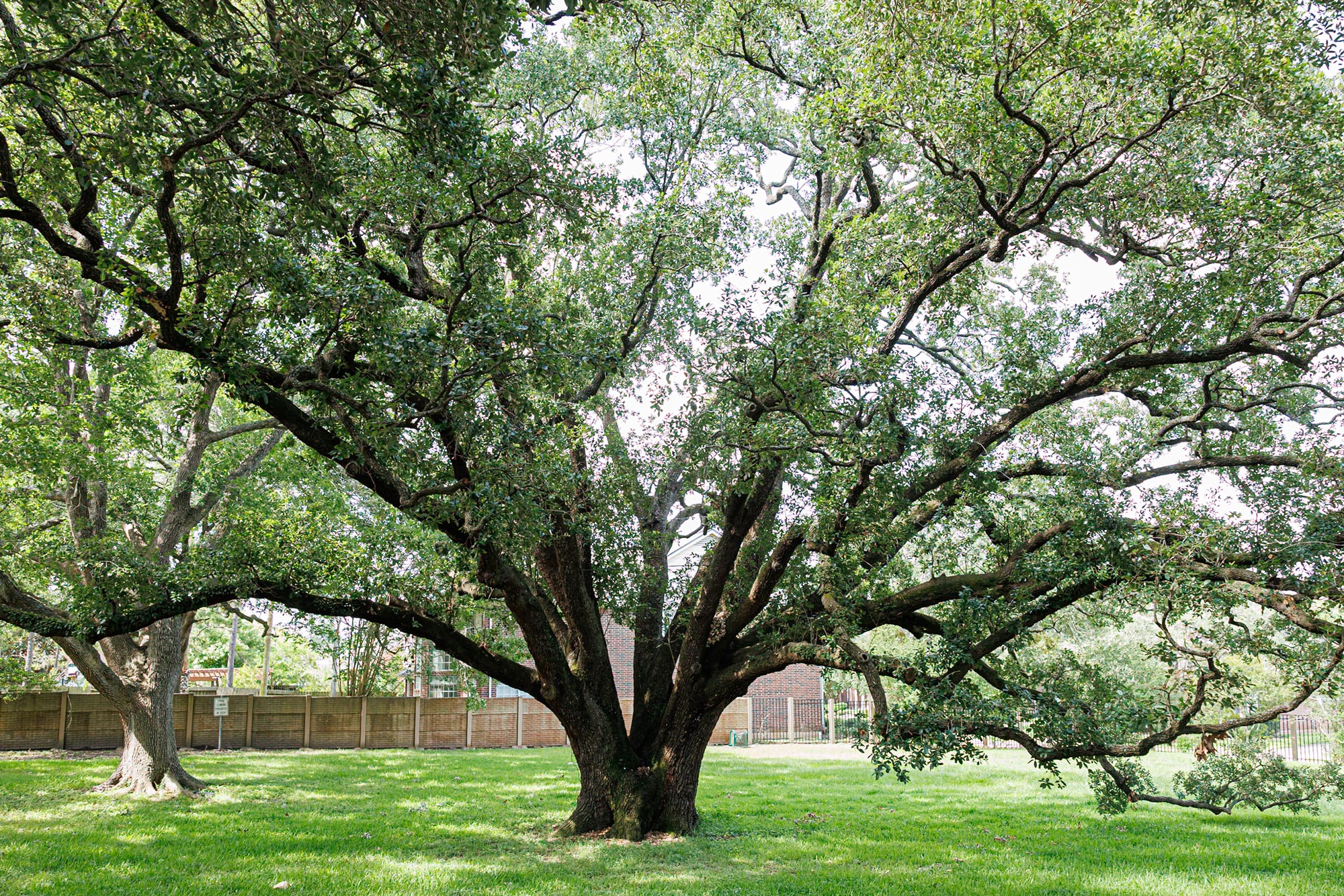 A large tree with wide-spreading branches that reach toward the ground in a field of bright green grass