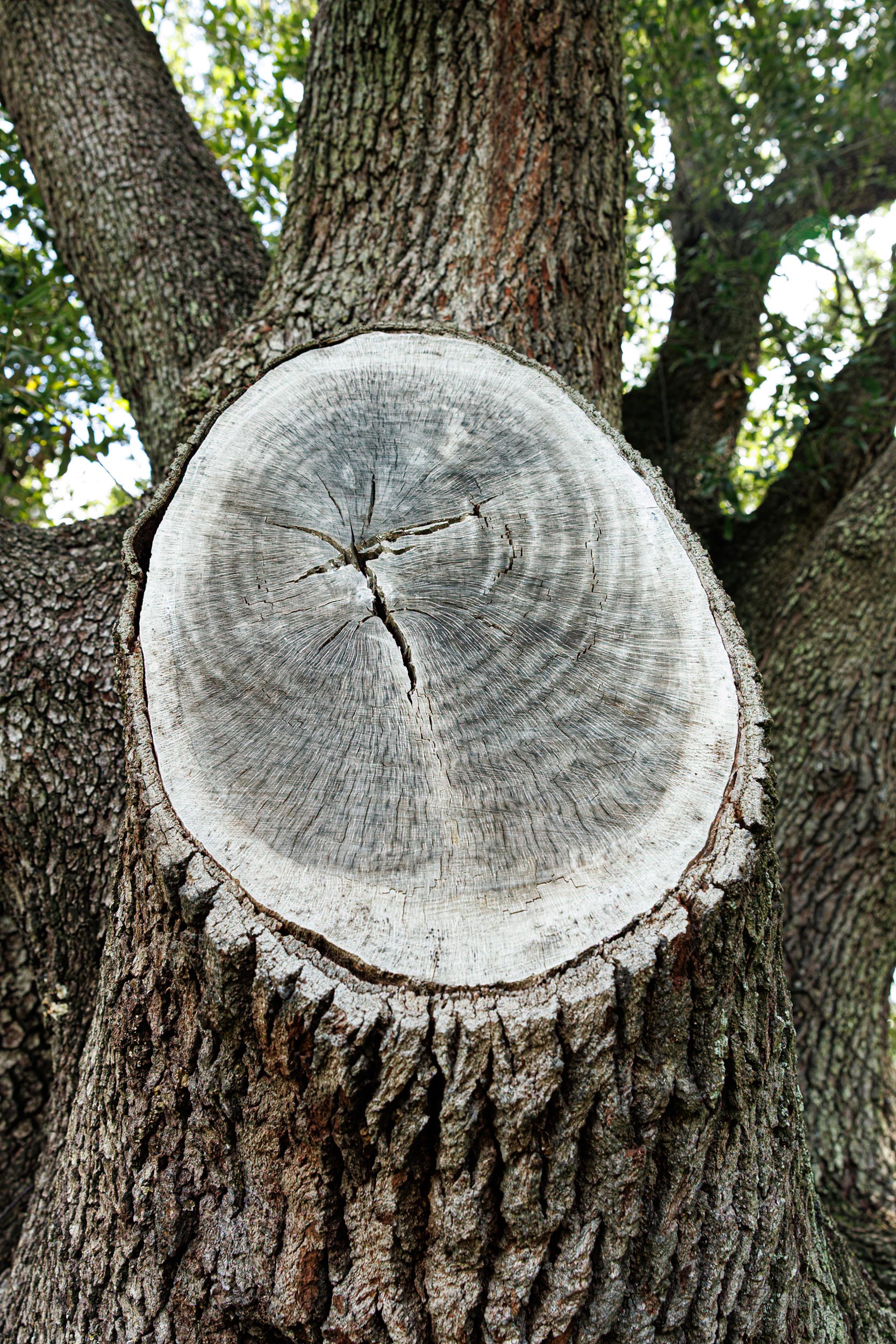 Visible rings on a large tree branch that has been cut