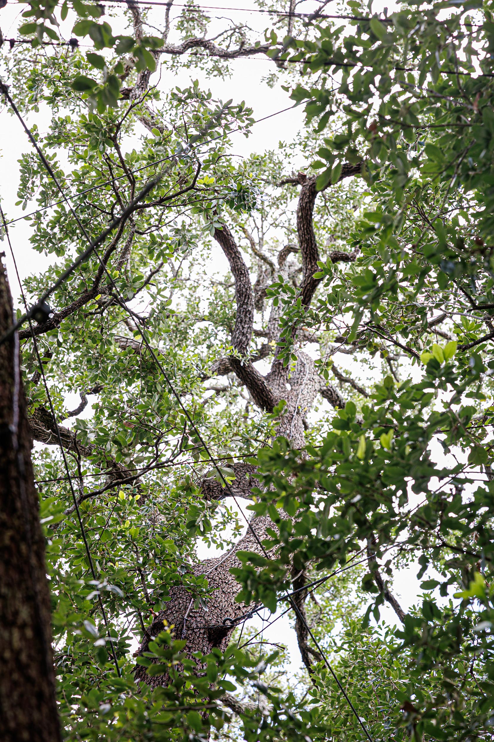 Tree branches and green leaves stretching to the sky