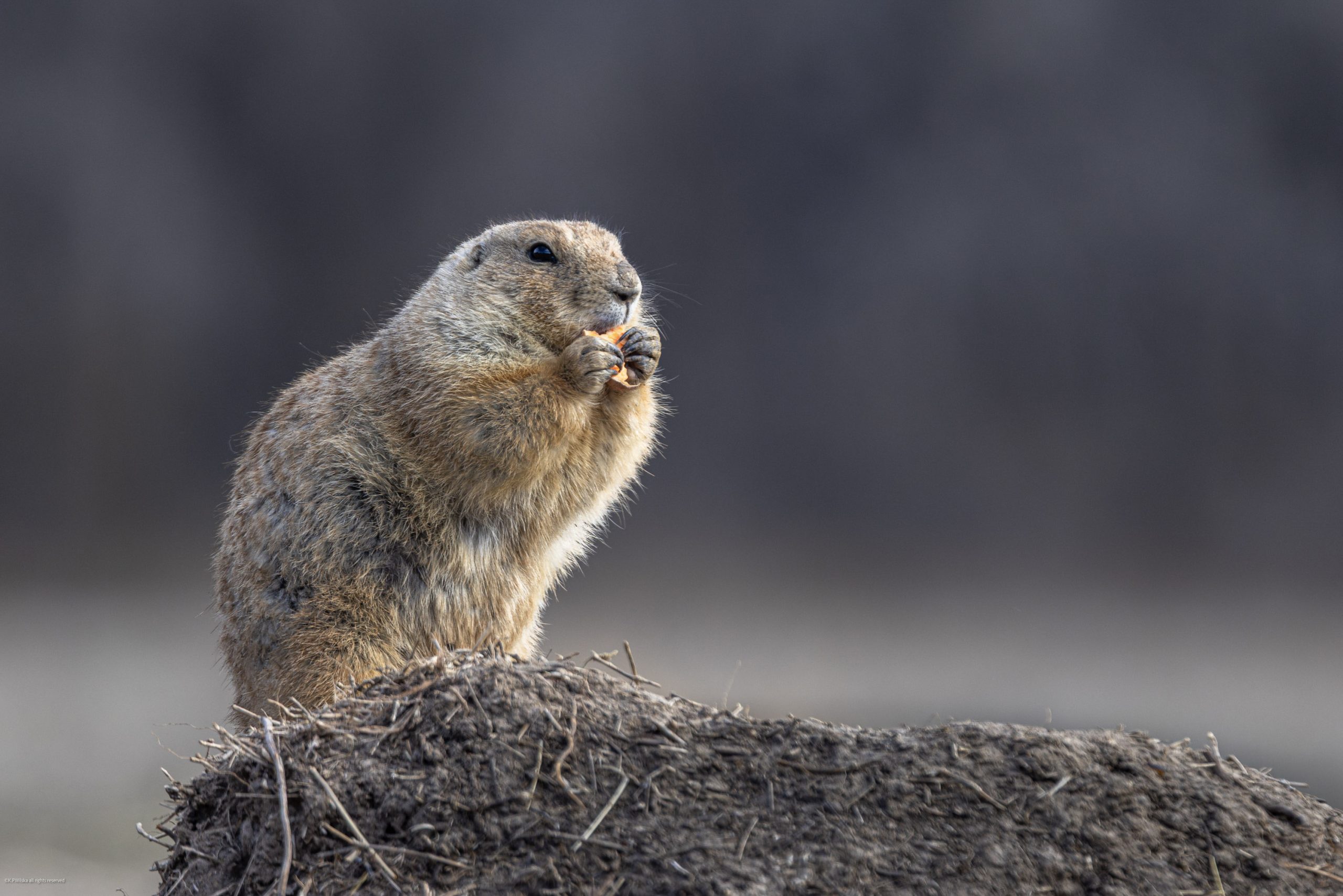 A prairie dog snacks on a piece of food held tightly between its two hands