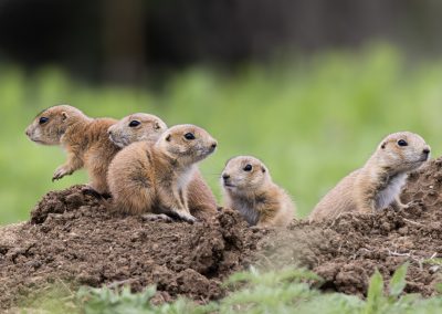 The Best New Digs in Fort Worth Are at Prairie Dog Town