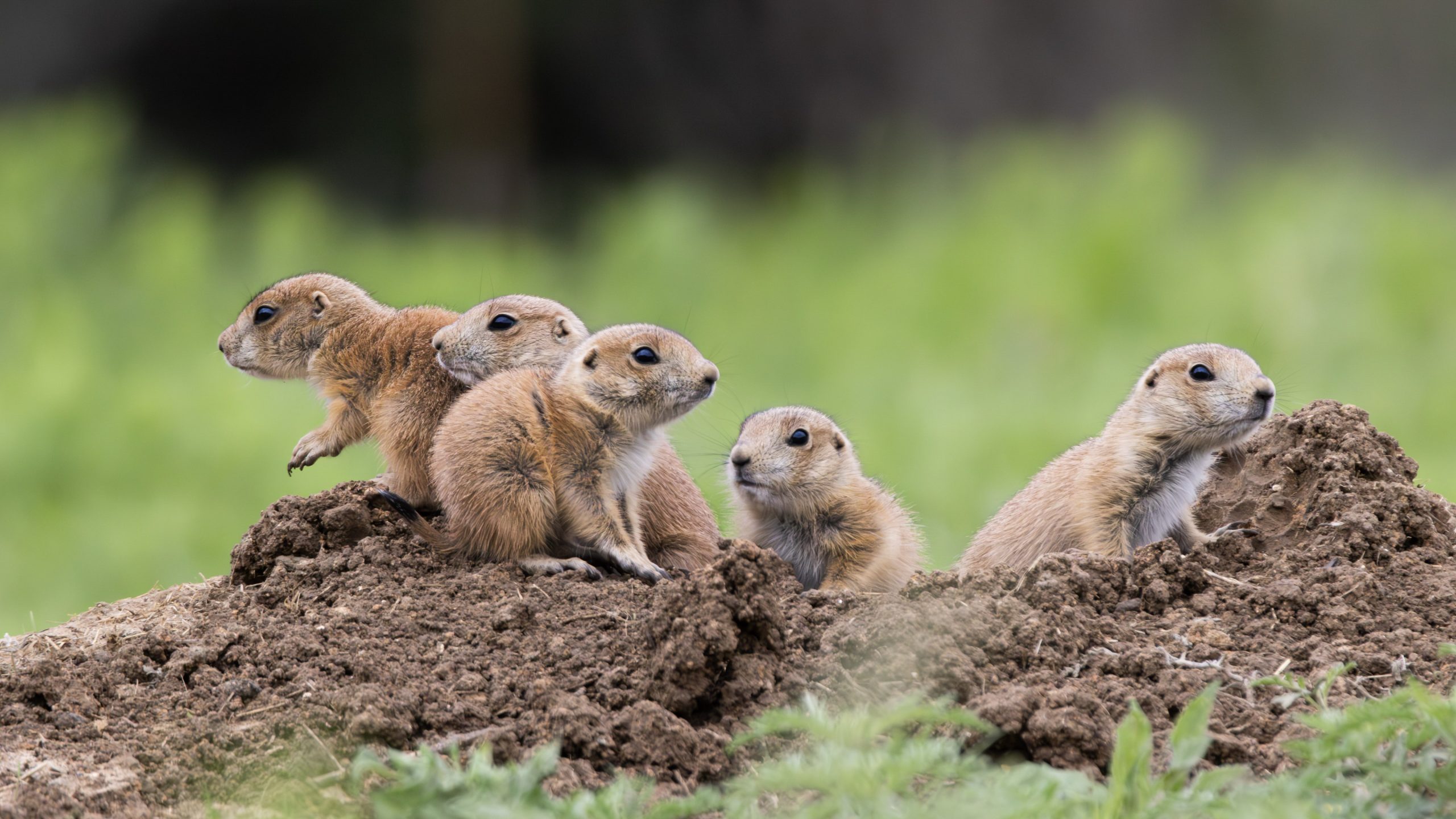 Five prairie dog pups on a pile of dirt surrounded by green grass