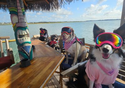 Meet the Surfing Dogs of Port Aransas