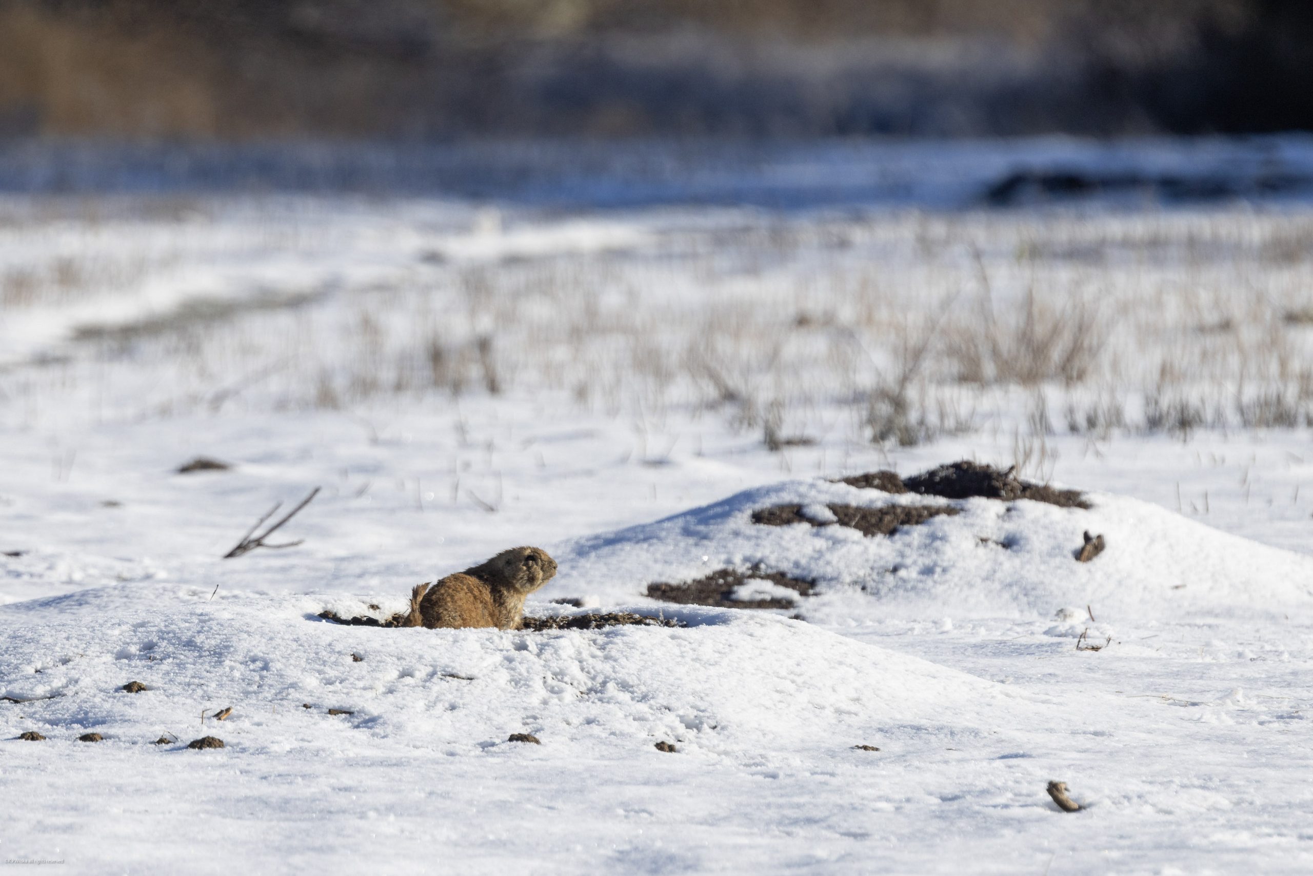 A prairie dog in the snow with grass poking up through the snow