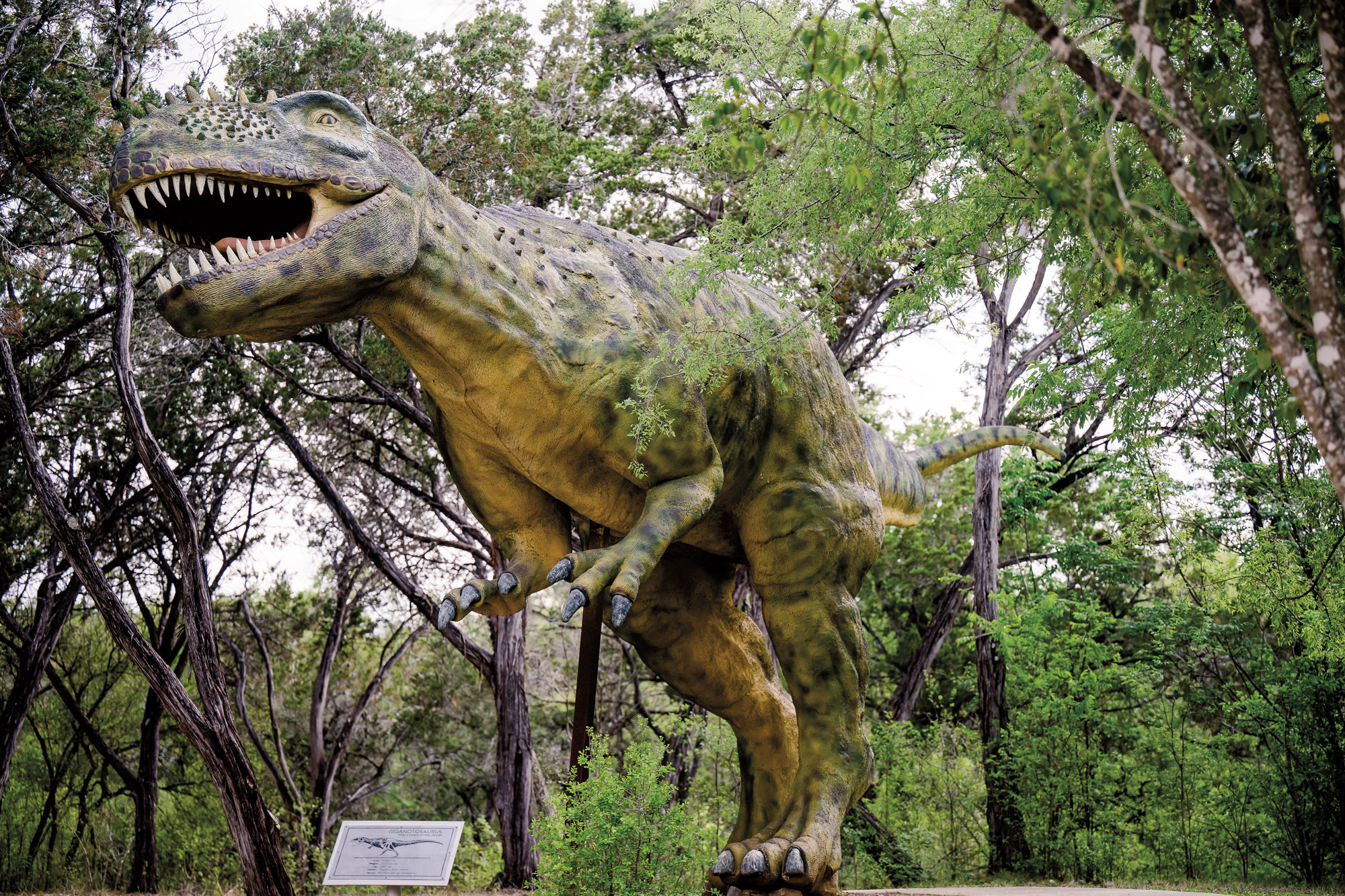 A large, green T-Rex statue stands in a clearing surrounded by trees.