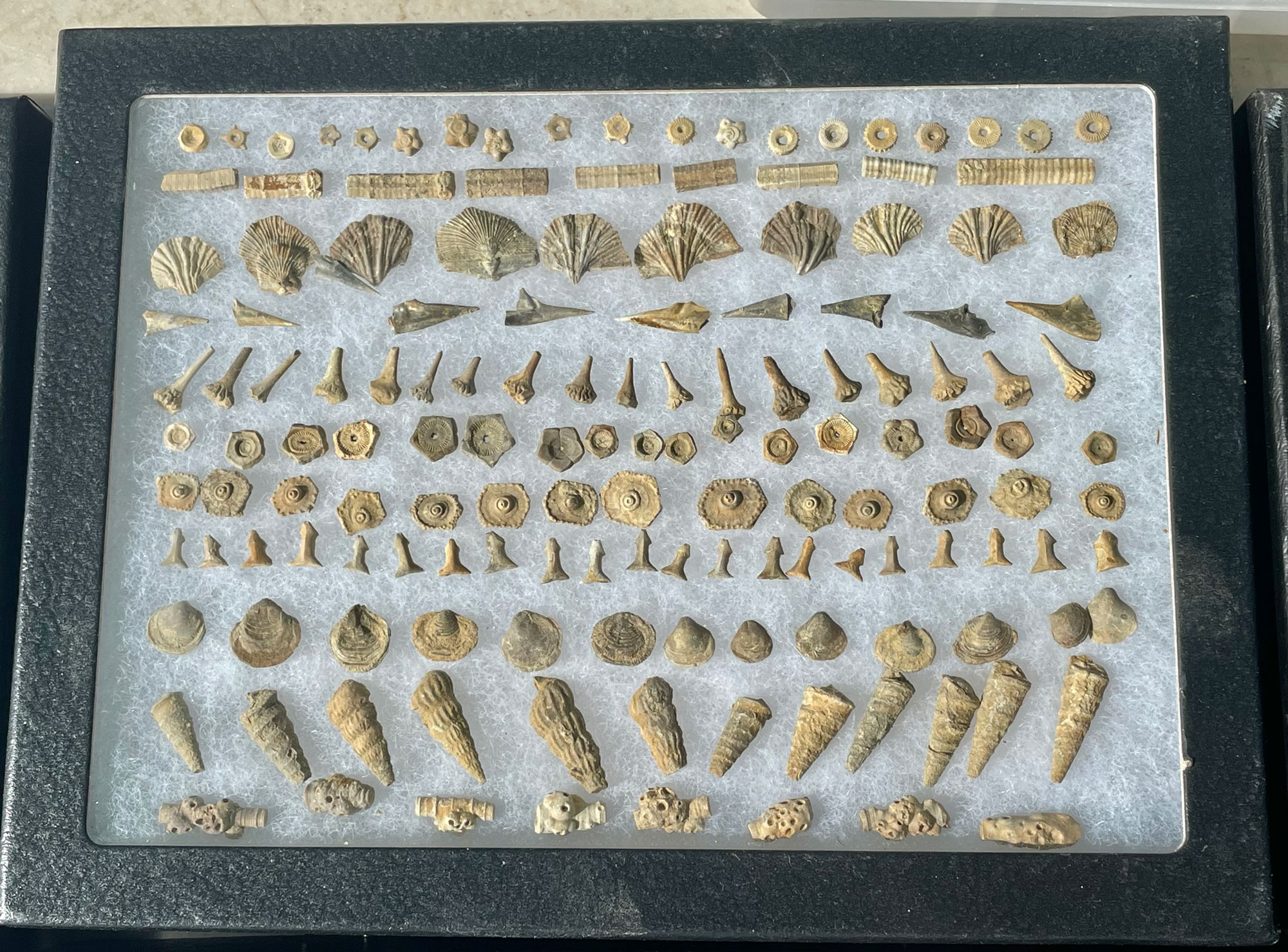 A display case shows varied types of small, tan fossils sitting in rows on a white background.