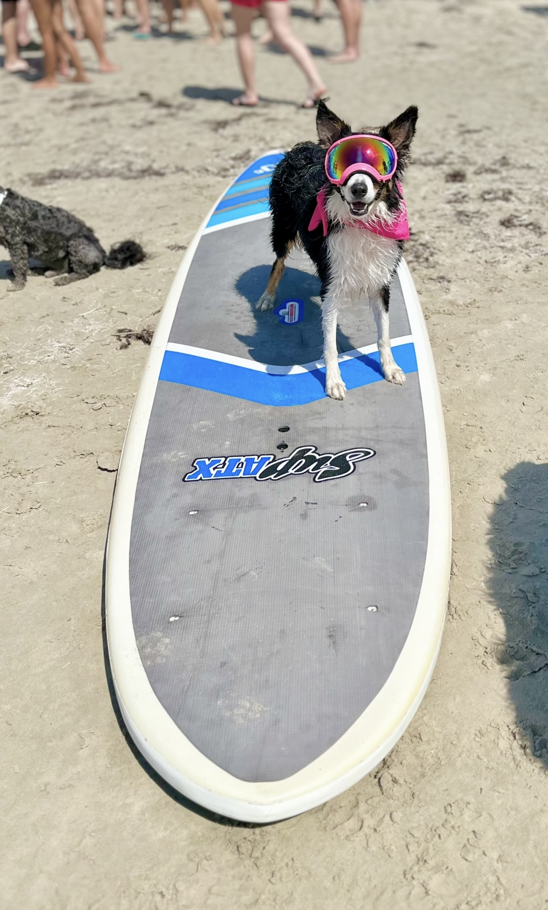A dog in a pink bandana and goggles stands atop a paddleboard on the beach