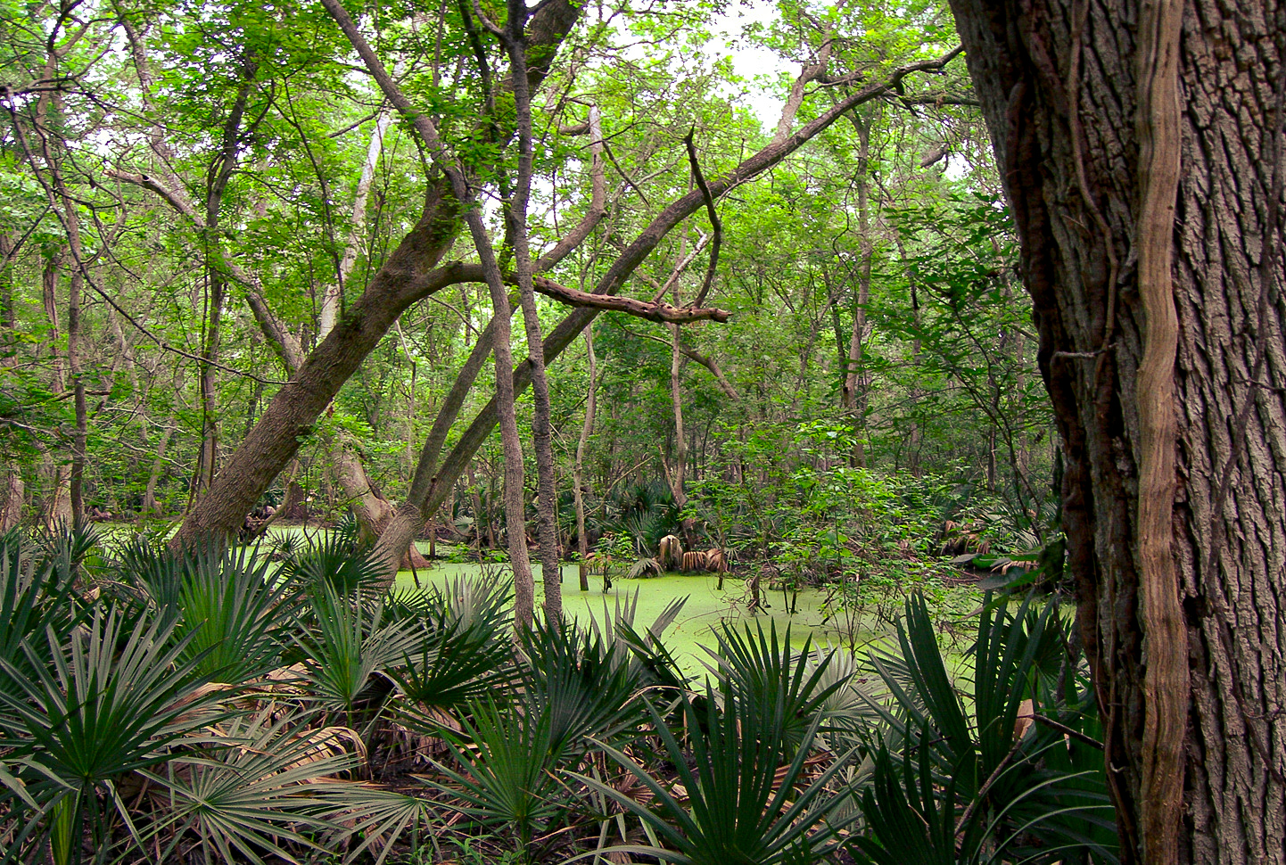A green landscape shot of a canopied forest full of short palmetto trees