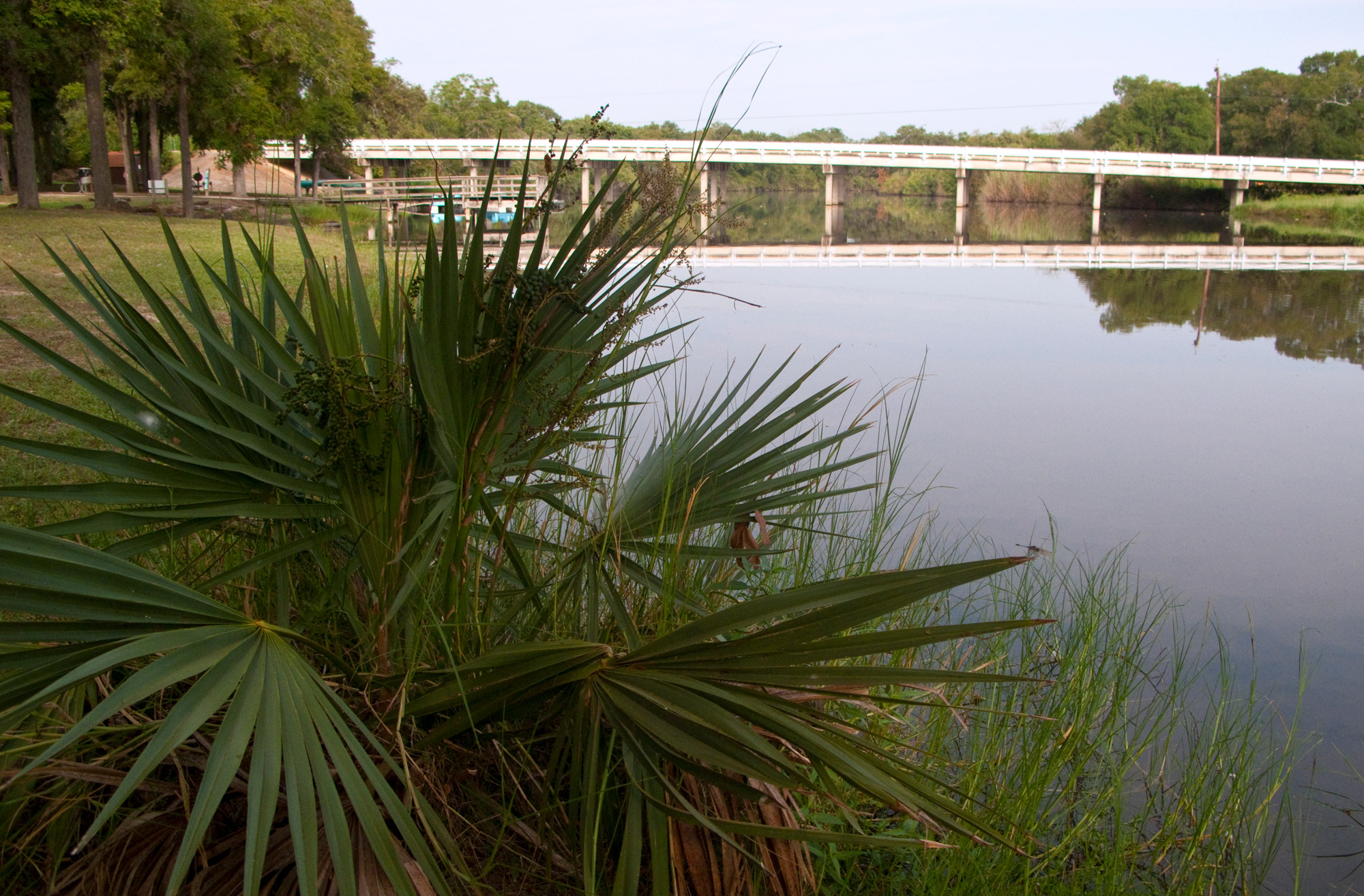 A palmetto plant in the foreground of a large body of water and a bridge behind it