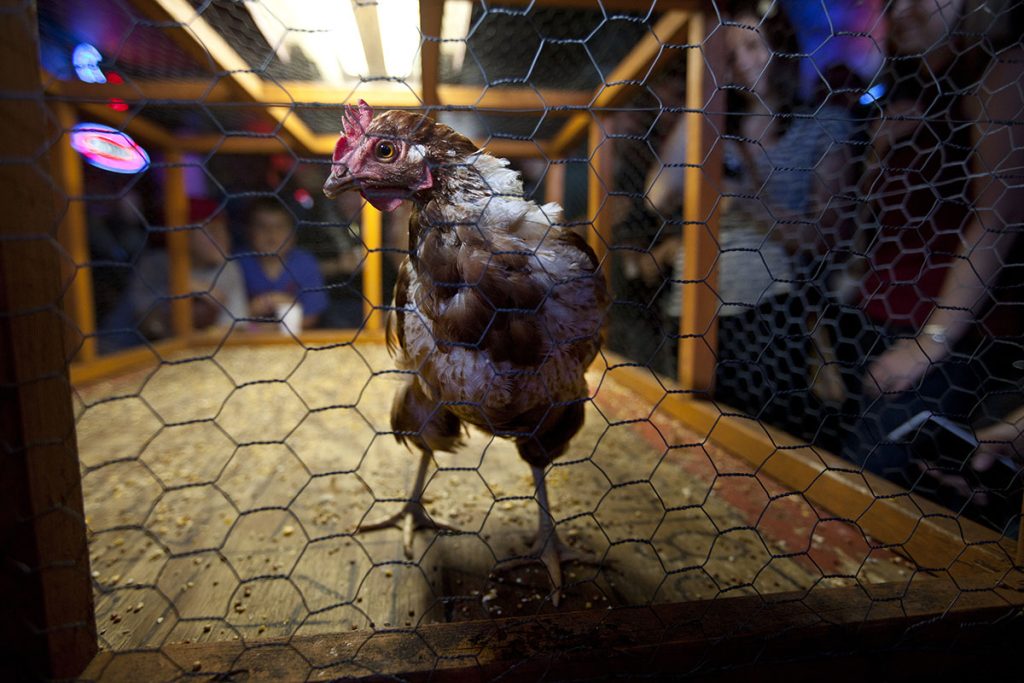 Try Your Cluck at Chicken S— Bingo