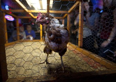 Try Your Cluck at Chicken S— Bingo