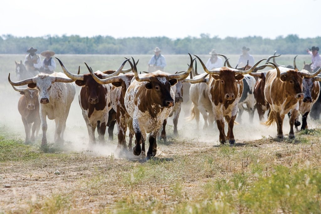 A group of longhorns are herded through a pasture by 6 cowboys behind them.