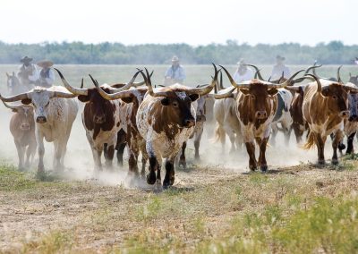Texas Cattle’s Unexpected Role in the American Revolution