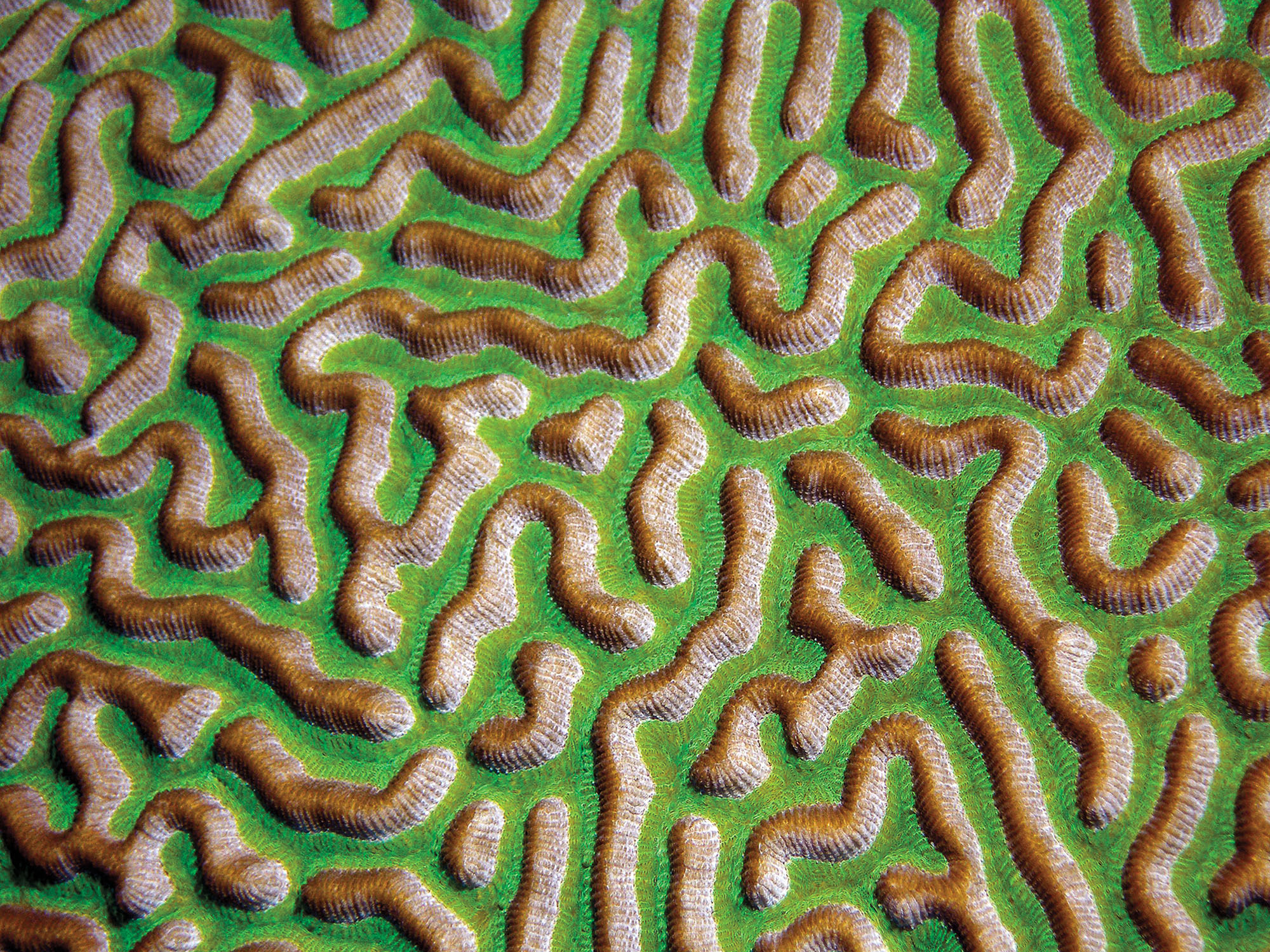 A close-up image of intricate coral formations that appear as tan squiggles protruding from a bright green surface.