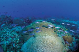 A school of small blue fish swimming above a coral reef.