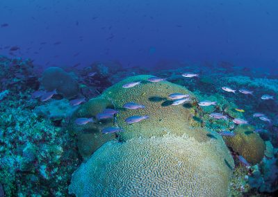The Marine Sanctuary Protecting the Gulf’s Coral Life