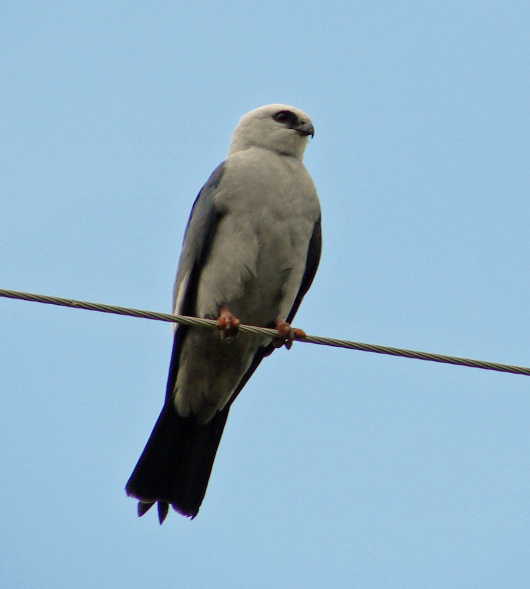 A whitish gray bird with a black tail on a metal wire