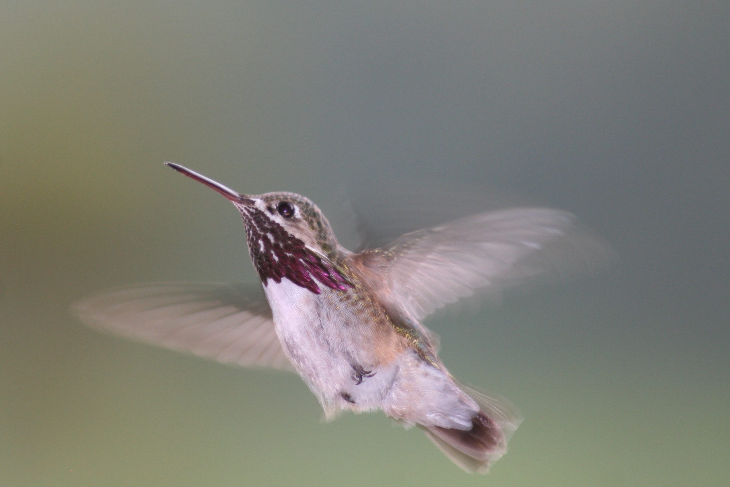 A hummingbird mid-flight