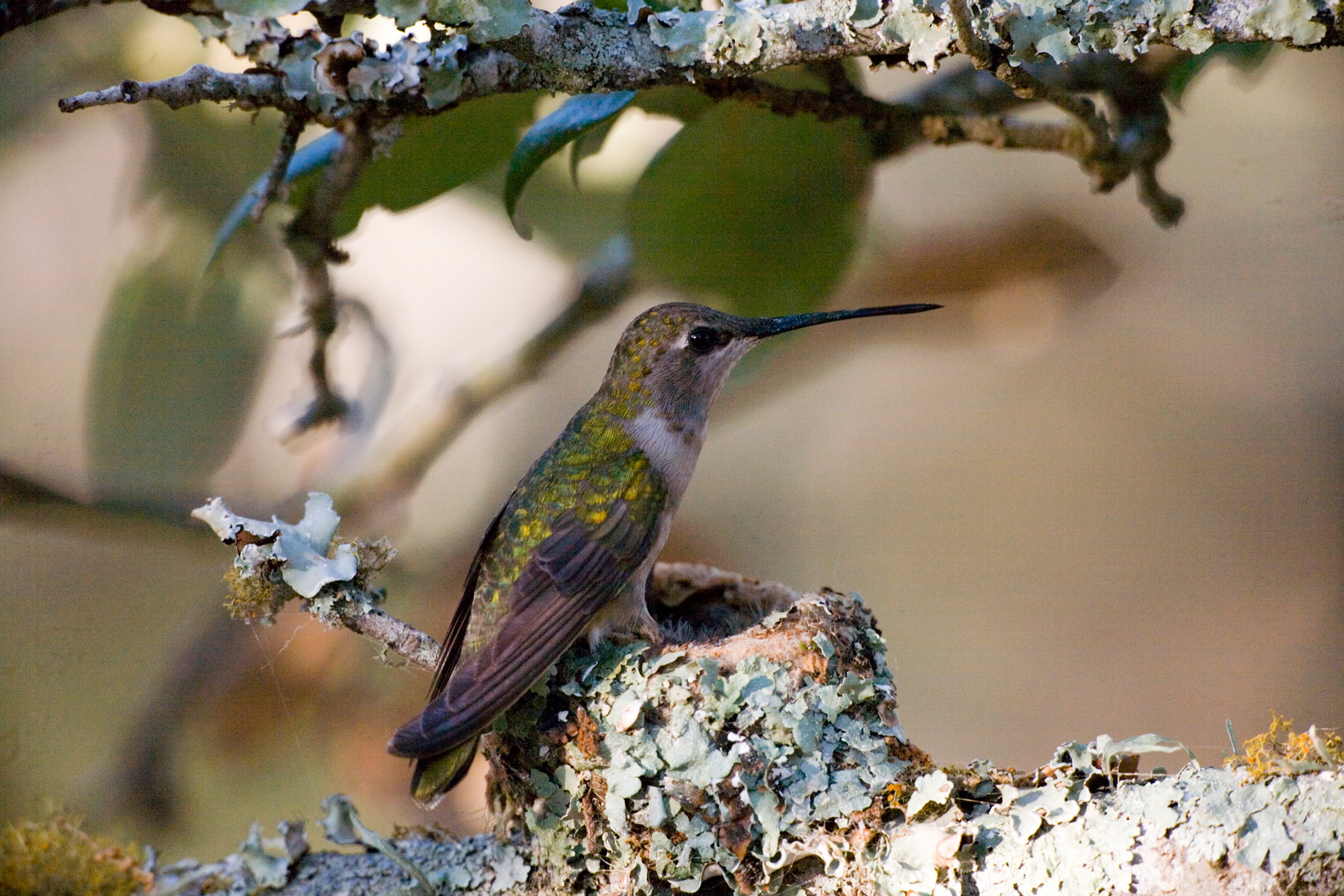 A red, black, and white hummingbird on a small nest covered with greenery