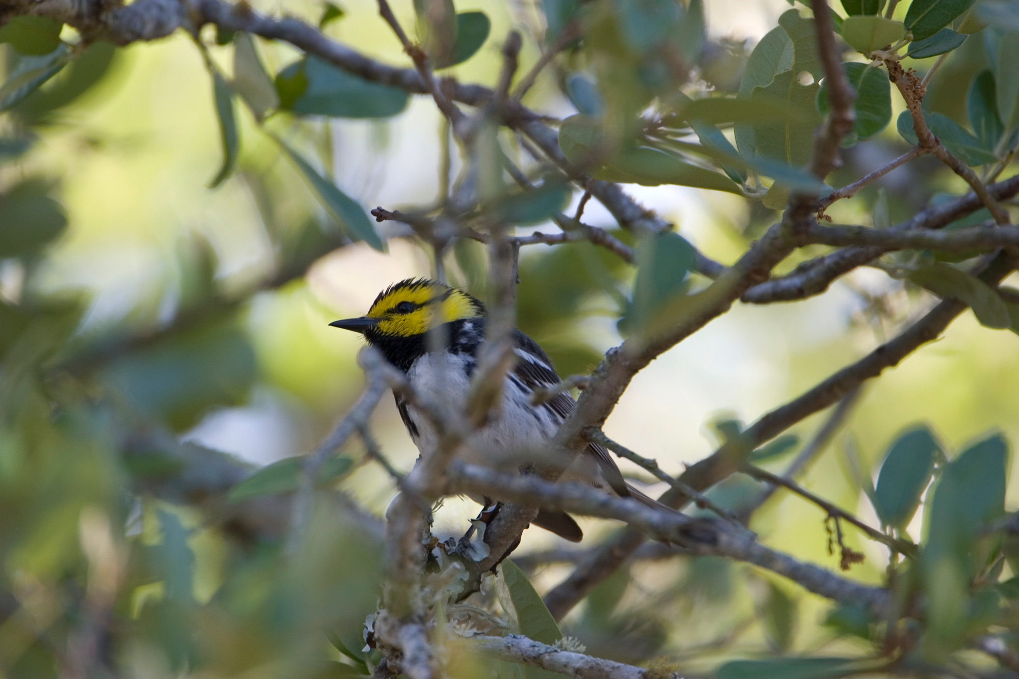 A black and white bird with a yellow face sitting on a tree branch covered in small leaves