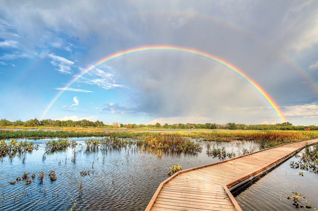 A nature preserve with water and greens floating in it, a rainbow overhead, and a wooden walkway curving to the right