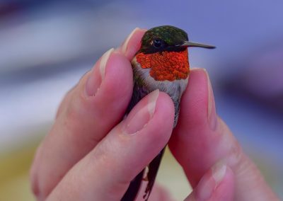 Millions of Hummingbirds Are About to Arrive in Texas