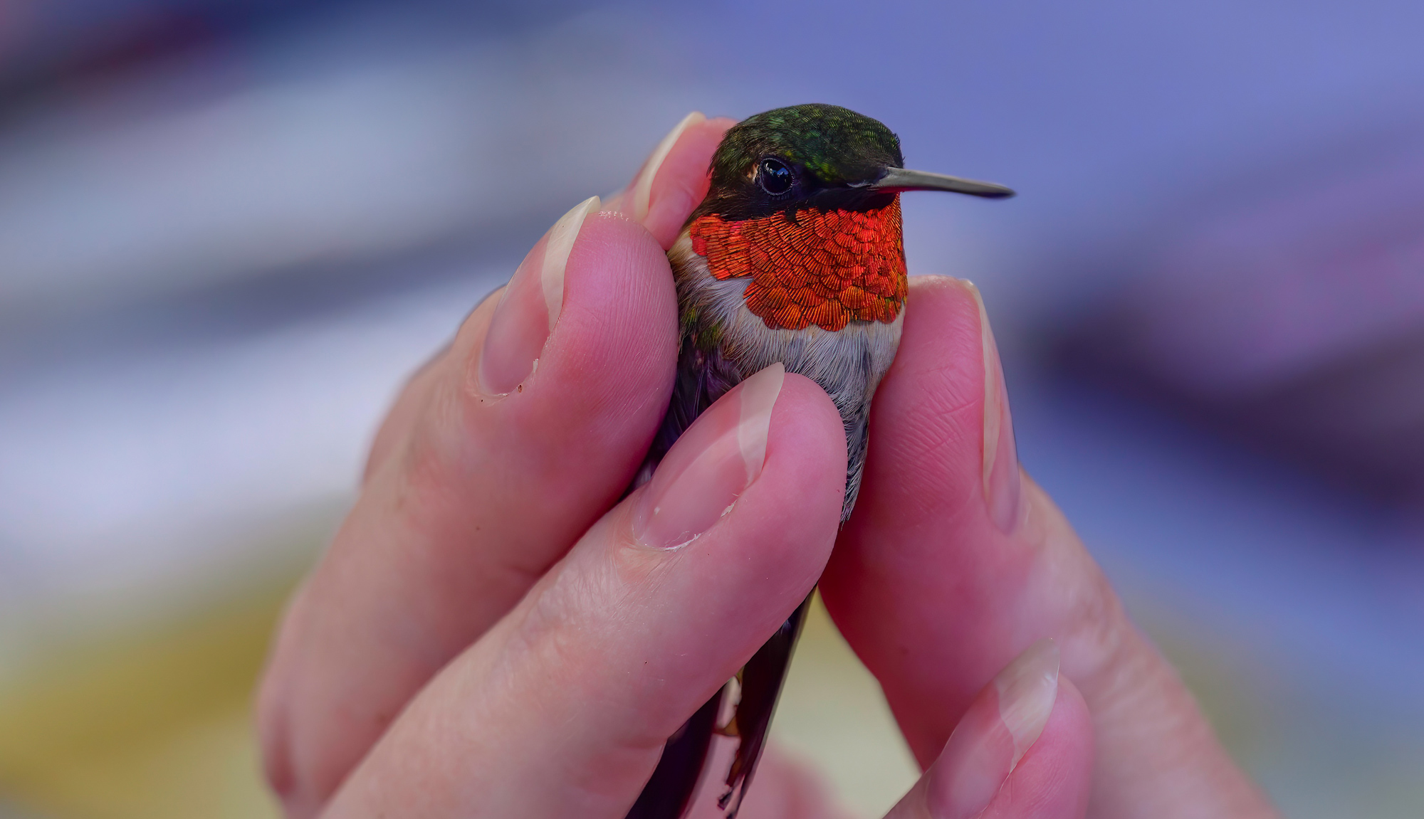 A hummingbird with a red throat and black head being held in someone's hand