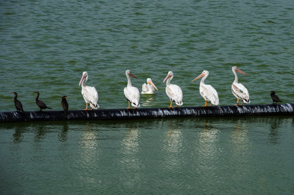 Black and white birds on a small pier over blue-green water