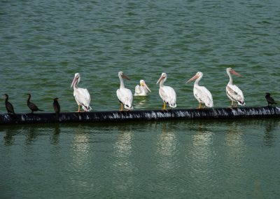 Fall Migration Brings Billions of Birds to Texas