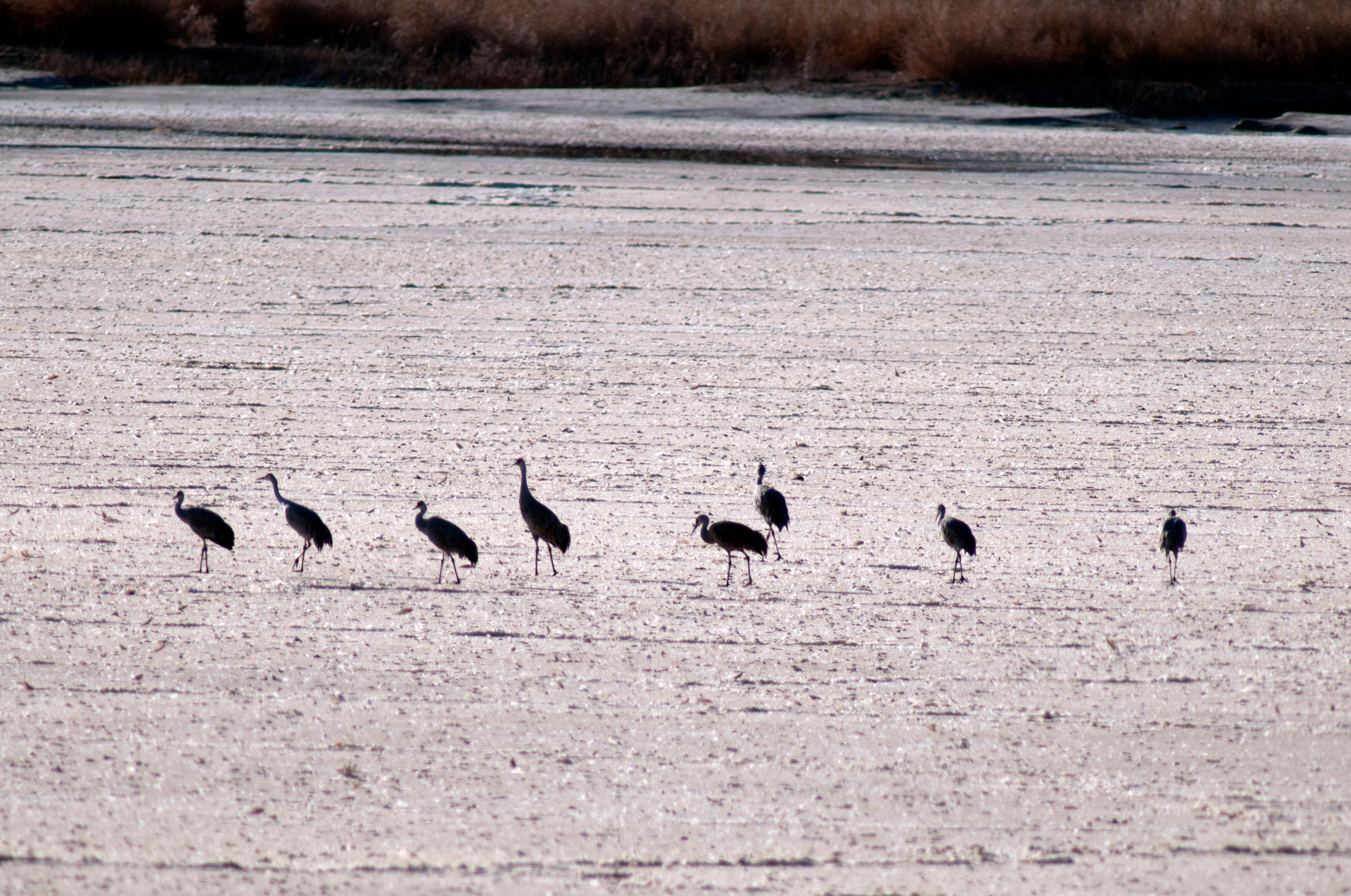 Eight sandhill cranes at a distance walking