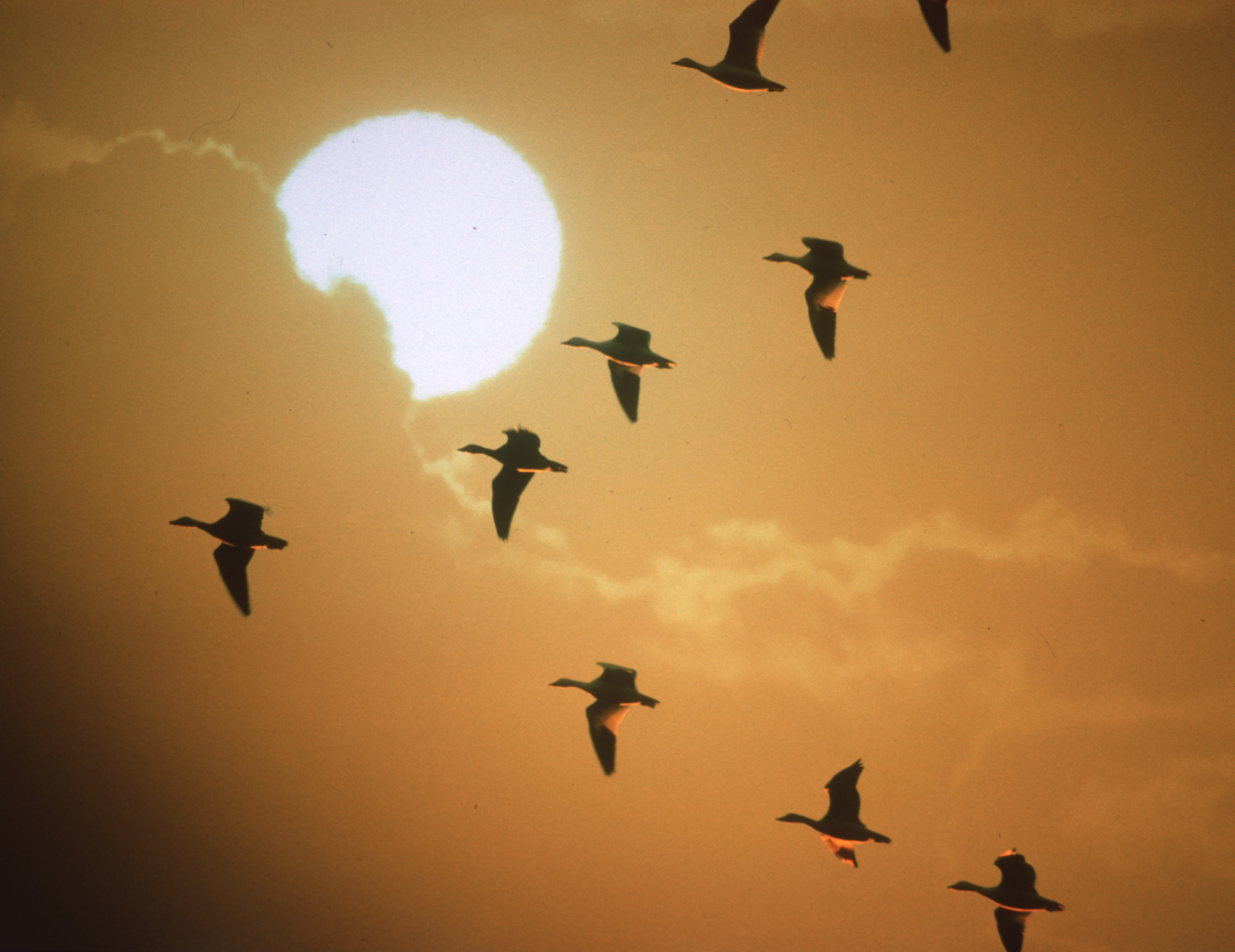 Geese flying among the clouds with the sun in the background