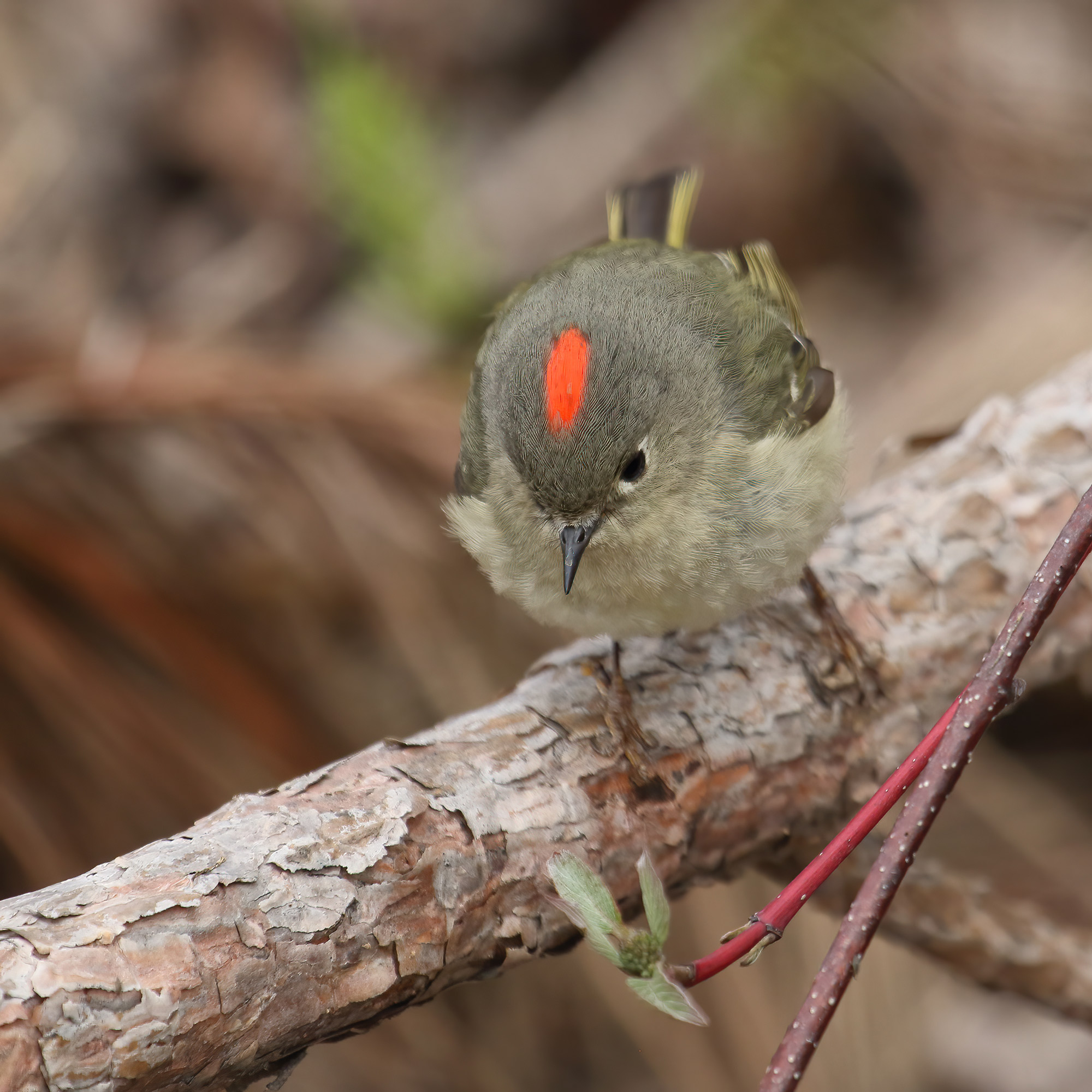 A green bird with a small red crown resting on a wooden branch