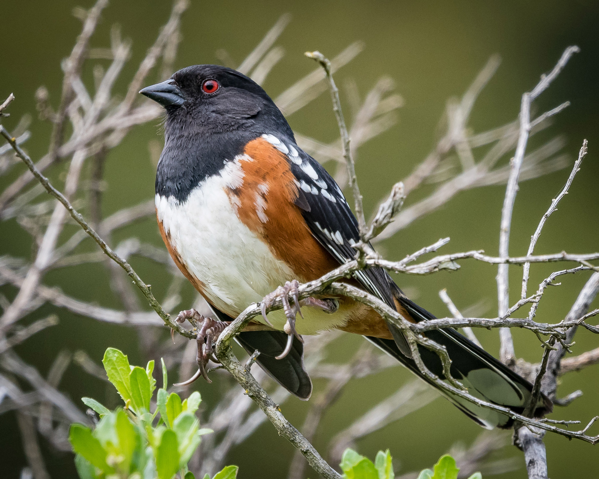 A white, orange, and black bird with red eyes sitting on a branch
