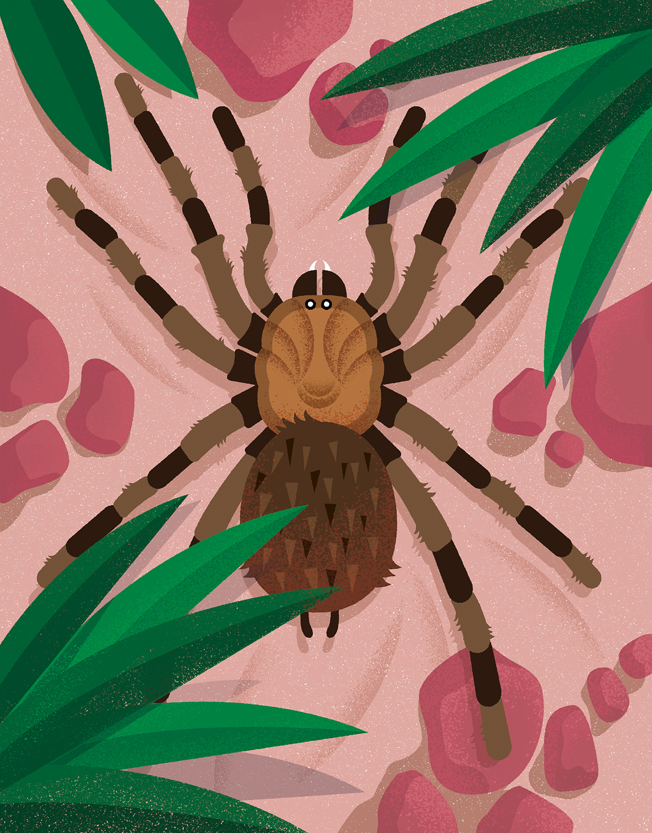 An illustration of a brown tarantula on a pink background surrounded by green leaves