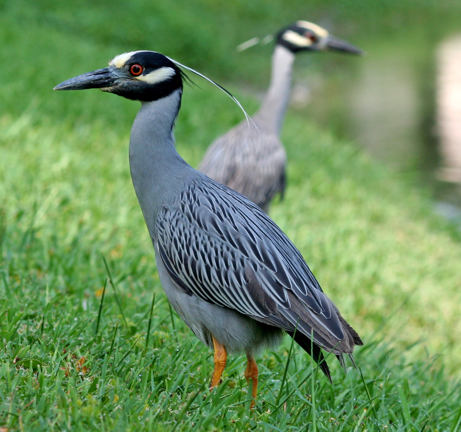 A dark gray-black bird with a black and white head and red eyes standing on a field of grass with a similar bird behind it