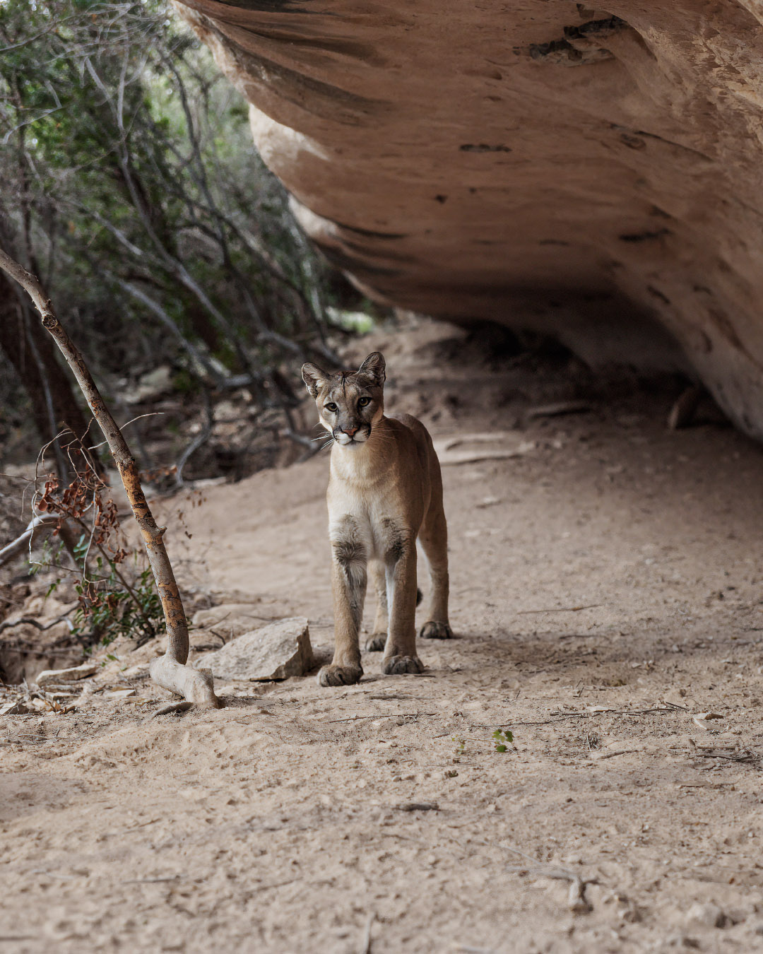 A mountain lion stands under a rock formation.