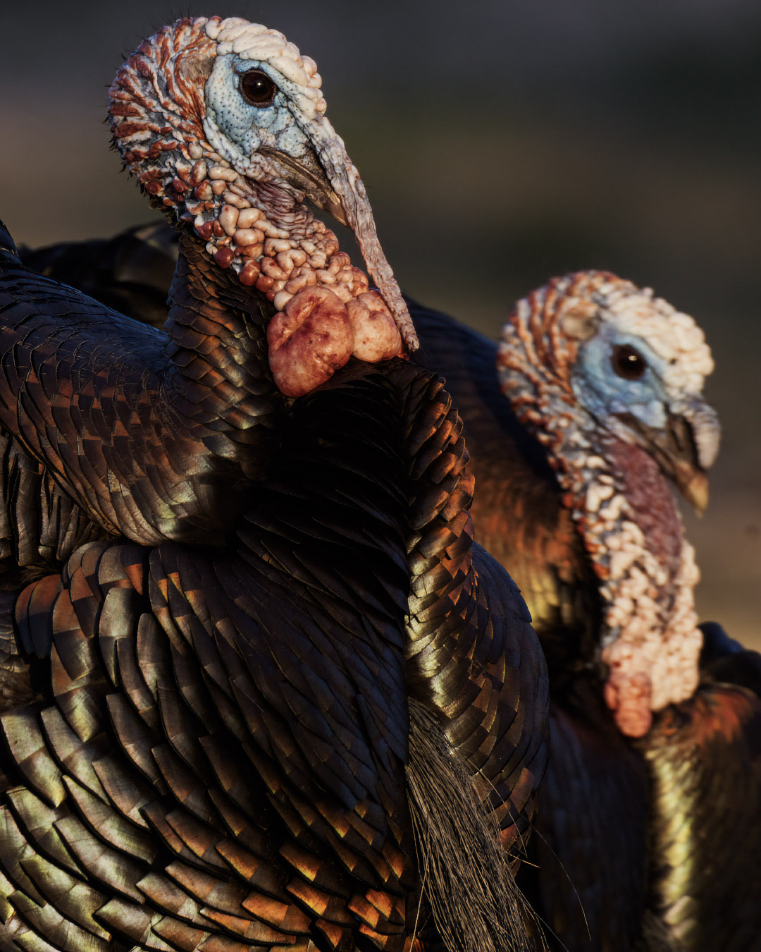 Closeup of two wild turkeys in profile.
